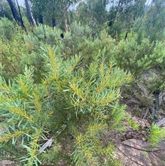 Acacia hamiltoniana at Boolijah, NSW - 27 Feb 2025 12:28 PM