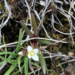 Calandrinia pickeringii at Boolijah, NSW - 27 Feb 2025 by Tapirlord