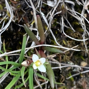 Calandrinia pickeringii at Boolijah, NSW - 27 Feb 2025 by Tapirlord