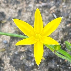 Hypoxis hygrometrica at Boolijah, NSW - 27 Feb 2025 by Tapirlord