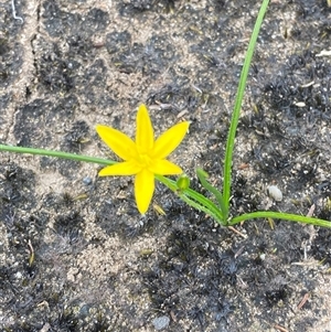 Hypoxis hygrometrica at Boolijah, NSW - 27 Feb 2025 12:23 PM