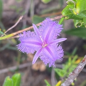 Thysanotus tuberosus subsp. tuberosus at Boolijah, NSW - 27 Feb 2025 by Tapirlord
