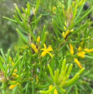 Persoonia mollis subsp. leptophylla at Boolijah, NSW - 27 Feb 2025 by Tapirlord