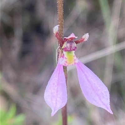 Eriochilus petricola at Boolijah, NSW - 27 Feb 2025 by Tapirlord