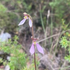 Eriochilus petricola at Boolijah, NSW - suppressed