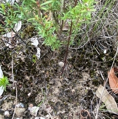 Eriochilus petricola at Boolijah, NSW - suppressed