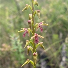 Corunastylis fimbriata at Boolijah, NSW - 27 Feb 2025 by Tapirlord
