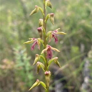 Corunastylis fimbriata at Boolijah, NSW - 27 Feb 2025 by Tapirlord