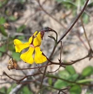 Goodenia paniculata at Bulee, NSW - 27 Feb 2025 by Tapirlord