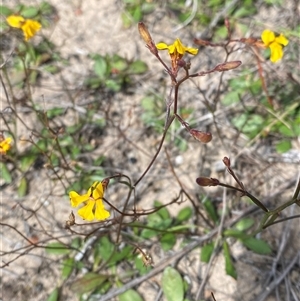 Goodenia paniculata at Bulee, NSW - 27 Feb 2025 11:41 AM