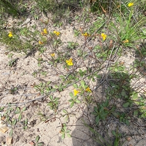 Goodenia paniculata at Bulee, NSW - 27 Feb 2025 11:41 AM
