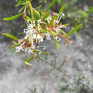 Grevillea patulifolia at Bulee, NSW - 27 Feb 2025 by Tapirlord
