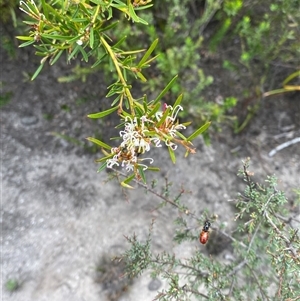 Grevillea patulifolia at Bulee, NSW - 27 Feb 2025 11:35 AM
