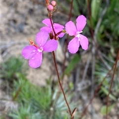 Stylidium lineare (Narrow-leaved Triggerplant) at Bulee, NSW - 27 Feb 2025 by Tapirlord