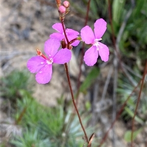 Stylidium lineare (Narrow-leaved Triggerplant) at Bulee, NSW - 27 Feb 2025 by Tapirlord