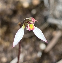 Eriochilus petricola at Bulee, NSW - 27 Feb 2025 by Tapirlord