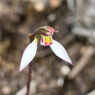Eriochilus petricola at Bulee, NSW - 27 Feb 2025 by Tapirlord