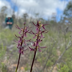 Corunastylis superba at Bulee, NSW - 27 Feb 2025 by Tapirlord