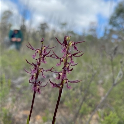 Corunastylis superba (Superb Midge Orchid) by Tapirlord