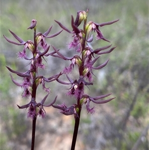Corunastylis superba at Bulee, NSW - suppressed