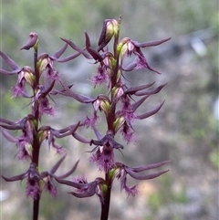 Corunastylis superba at Bulee, NSW - suppressed