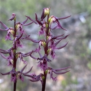 Corunastylis superba at Bulee, NSW - suppressed