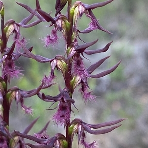 Corunastylis superba at Bulee, NSW - suppressed