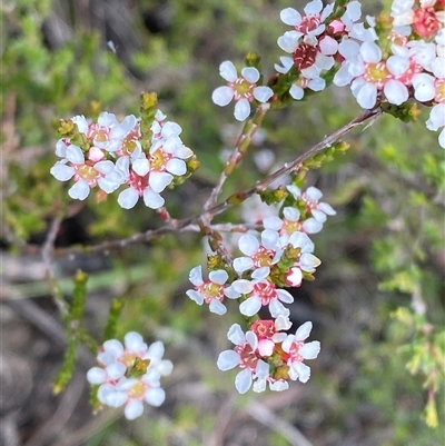 Baeckea brevifolia at Sassafras, NSW - 27 Feb 2025 by Tapirlord