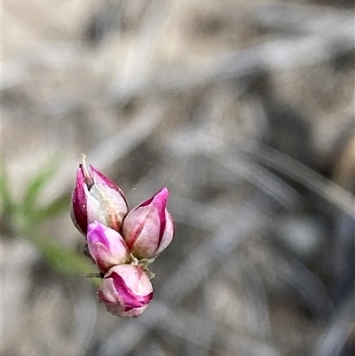 Laxmannia gracilis (Slender Wire Lily) at Sassafras, NSW - 27 Feb 2025 by Tapirlord