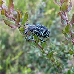 Chrysolopus spectabilis at Bulee, NSW - 27 Feb 2025 by Tapirlord