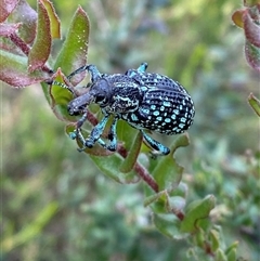 Chrysolopus spectabilis at Bulee, NSW - 27 Feb 2025 11:21 AM