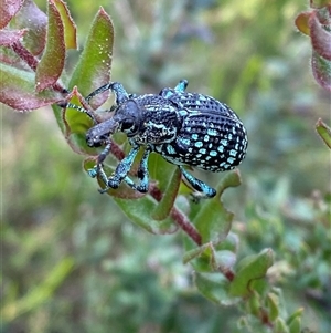 Chrysolopus spectabilis at Bulee, NSW - 27 Feb 2025 11:21 AM