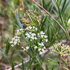 Platysace linearifolia at Braidwood, NSW - 27 Feb 2025 by Tapirlord