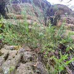 Platysace linearifolia at Bulee, NSW - 27 Feb 2025 11:14 AM