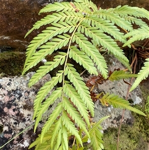 Pteridium esculentum at Braidwood, NSW - 27 Feb 2025 by Tapirlord