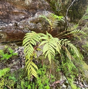 Todea barbara at Bulee, NSW - suppressed