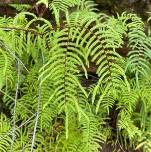 Dicksonia antarctica at Braidwood, NSW - 27 Feb 2025 by Tapirlord