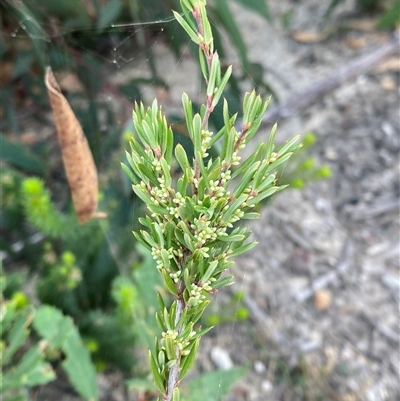 Monotoca scoparia at Braidwood, NSW - 27 Feb 2025 by Tapirlord