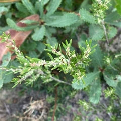 Monotoca scoparia at Bulee, NSW - 27 Feb 2025 11:01 AM