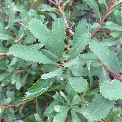 Banksia paludosa at Braidwood, NSW - 27 Feb 2025 by Tapirlord