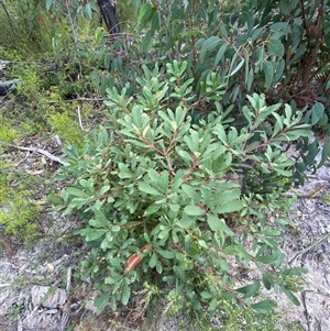 Banksia paludosa at Bulee, NSW - 27 Feb 2025 11:01 AM