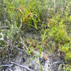 Lepidosperma laterale at Braidwood, NSW - 27 Feb 2025 by Tapirlord