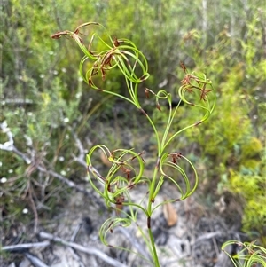 Lepidosperma laterale at Braidwood, NSW - 27 Feb 2025 by Tapirlord