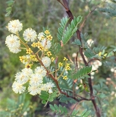 Acacia terminalis at Braidwood, NSW - 27 Feb 2025 by Tapirlord