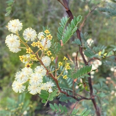 Acacia terminalis at Braidwood, NSW - 27 Feb 2025 by Tapirlord