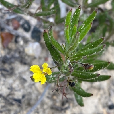 Goodenia heterophylla subsp. montana at Braidwood, NSW - 27 Feb 2025 by Tapirlord