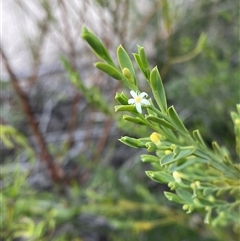 Olax stricta at Braidwood, NSW - 27 Feb 2025 by Tapirlord