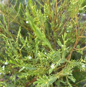 Olax stricta at Bulee, NSW - 27 Feb 2025 10:57 AM