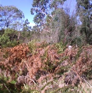 Eucalyptus angophoroides at suppressed - suppressed