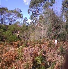 Eucalyptus angophoroides at suppressed - suppressed